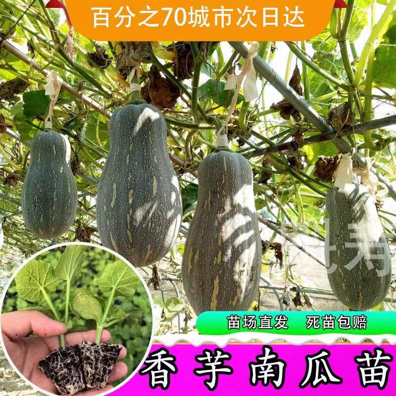 广东香芋南瓜苗正宗芋头甜南瓜种苗早熟春秋浓香南爪种籽蔬菜种苗