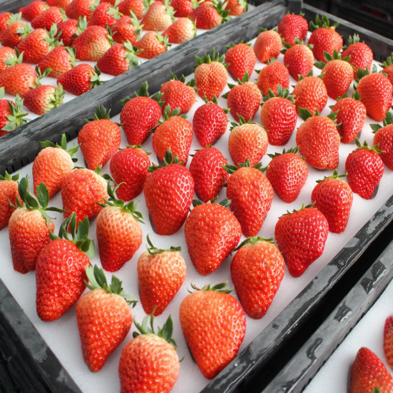 草莓新鲜整箱4斤奶油红颜牛奶草莓四季应现季水果非5丹东99大草莓