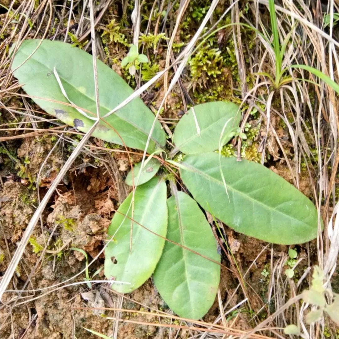 贵州野生苗药毛大丁中药材兔耳风兔耳草巴地香贴地香一支香500克-图1