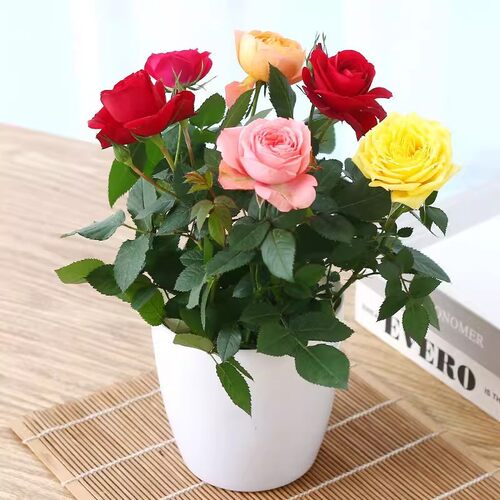 玫瑰花盆栽带花苞多色花苗室内鲜花植物好养阳台月季花卉四季花开 - 图1