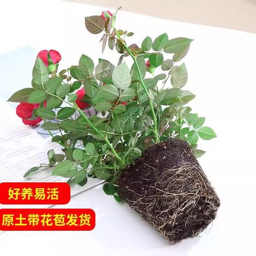 玫瑰花盆栽带花苞多色花苗室内鲜花植物好养阳台月季花卉四季花开 - 图3