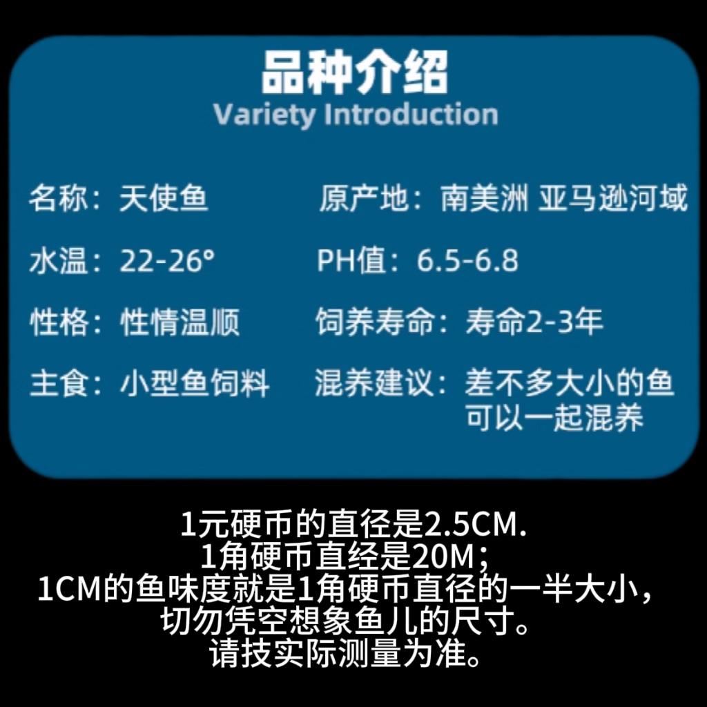 天使鱼热带观赏鱼彩群鱼热带鱼群游小型鱼淡水鱼好养耐活喂食 - 图1