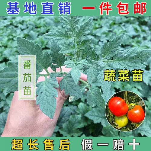 Саженцы для саженцев томатов, яйца семян семян семян, саженцы баклажанов, семена огурца, саженцы арбузов, саженцы перца, семена томатов 孑