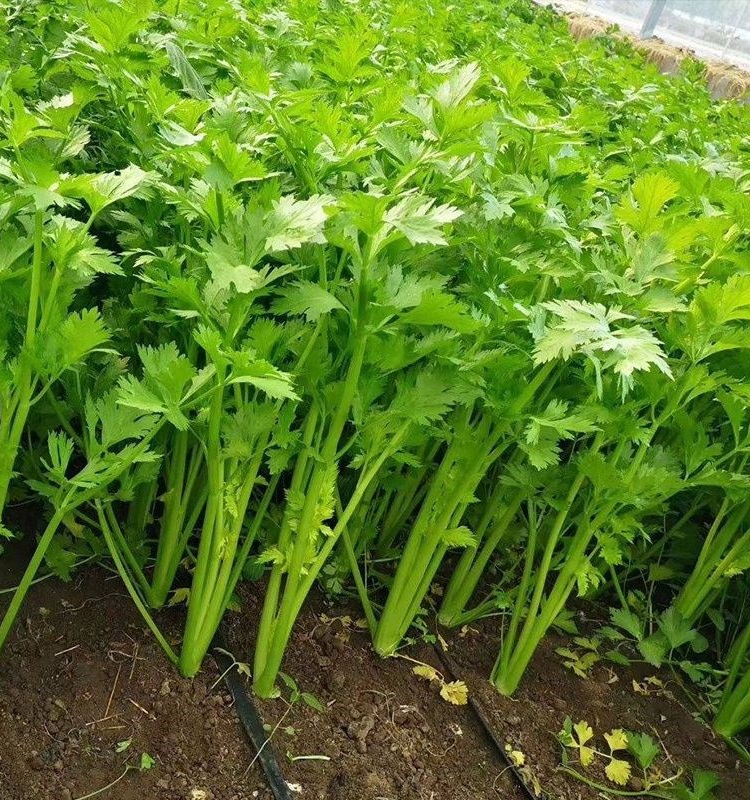 寿光蔬菜种子芹菜苗西芹苗小香芹种籽细纤维菜园大田四季播包邮 - 图2