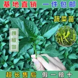 Саженцы для саженцев томатов, яйца семян семян семян, саженцы баклажанов, семена огурца, саженцы арбузов, саженцы перца, семена томатов 孑