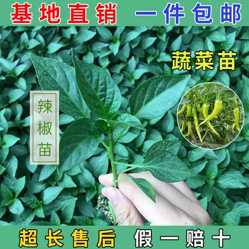 Саженцы для саженцев томатов, яйца семян семян семян, саженцы баклажанов, семена огурца, саженцы арбузов, саженцы перца, семена томатов 孑