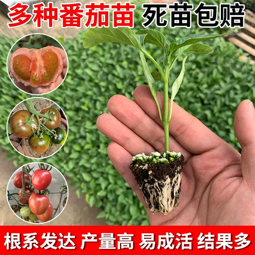 Саженцы для саженцев томатов, яйца семян семян семян, саженцы баклажанов, семена огурца, саженцы арбузов, саженцы перца, семена томатов 孑