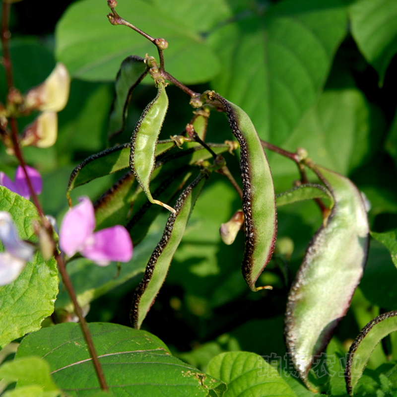 眉豆扁豆种子籽家庭种菜庭院阳台盆栽蔬菜四季播包邮-图2