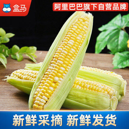 盒马鲜生旗舰店盒马云南水果玉米3支装起嫩玉米爆浆鲜甜玉米棒单支250g+当季蔬菜0