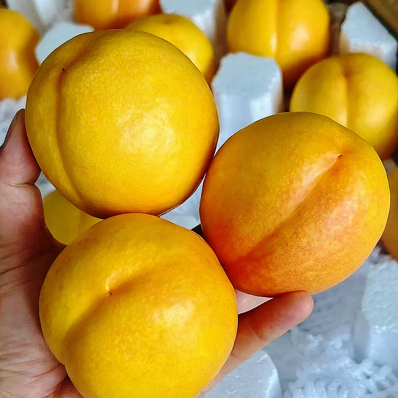  源生鲜桃
