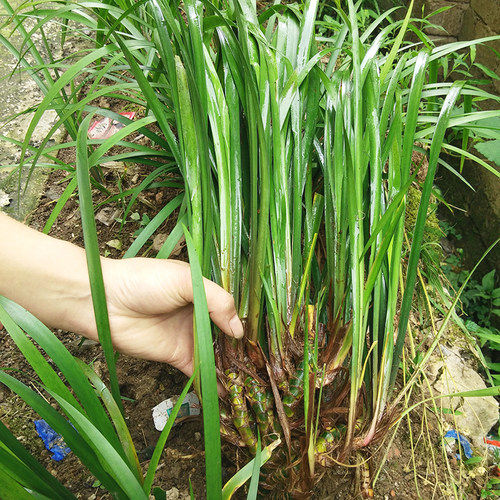 贵州随手香 茴香菖蒲 盆栽花卉 五香草 牛羊鸡鸭鱼肉卤菜食用香料 - 图1