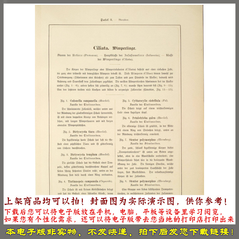 自然界的艺术形态 2册.By Ernst Haeckel.德文版.超清图版.1904年 - 图2