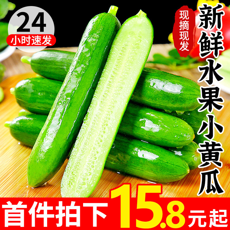 新鲜水果小黄瓜6斤玉女小青瓜当季山东旱生吃脆嫩蔬菜10整箱包邮