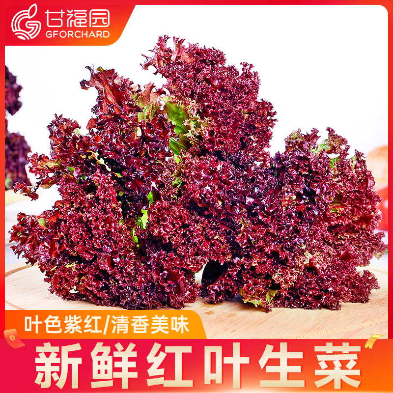 新鲜红叶生菜5斤罗莎红紫生菜红叶莴苣凉拌沙拉蔬菜西餐食材包邮 - 图0