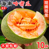 Hainan Hamegua Zhenzong Xizhou honey melon 10 catty when season fresh frug now off