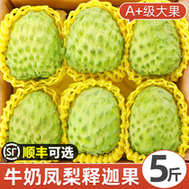 Sakya Fruit Fresh Lychee 5 Cati Pineapple Milk Buddha Fruits berries Mornifruit Big fruits When season makes fruit 3