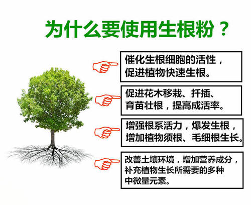 速效生根粉通用大树移栽爆炸发根快速水培植物扦插育苗通用生根液 - 图1