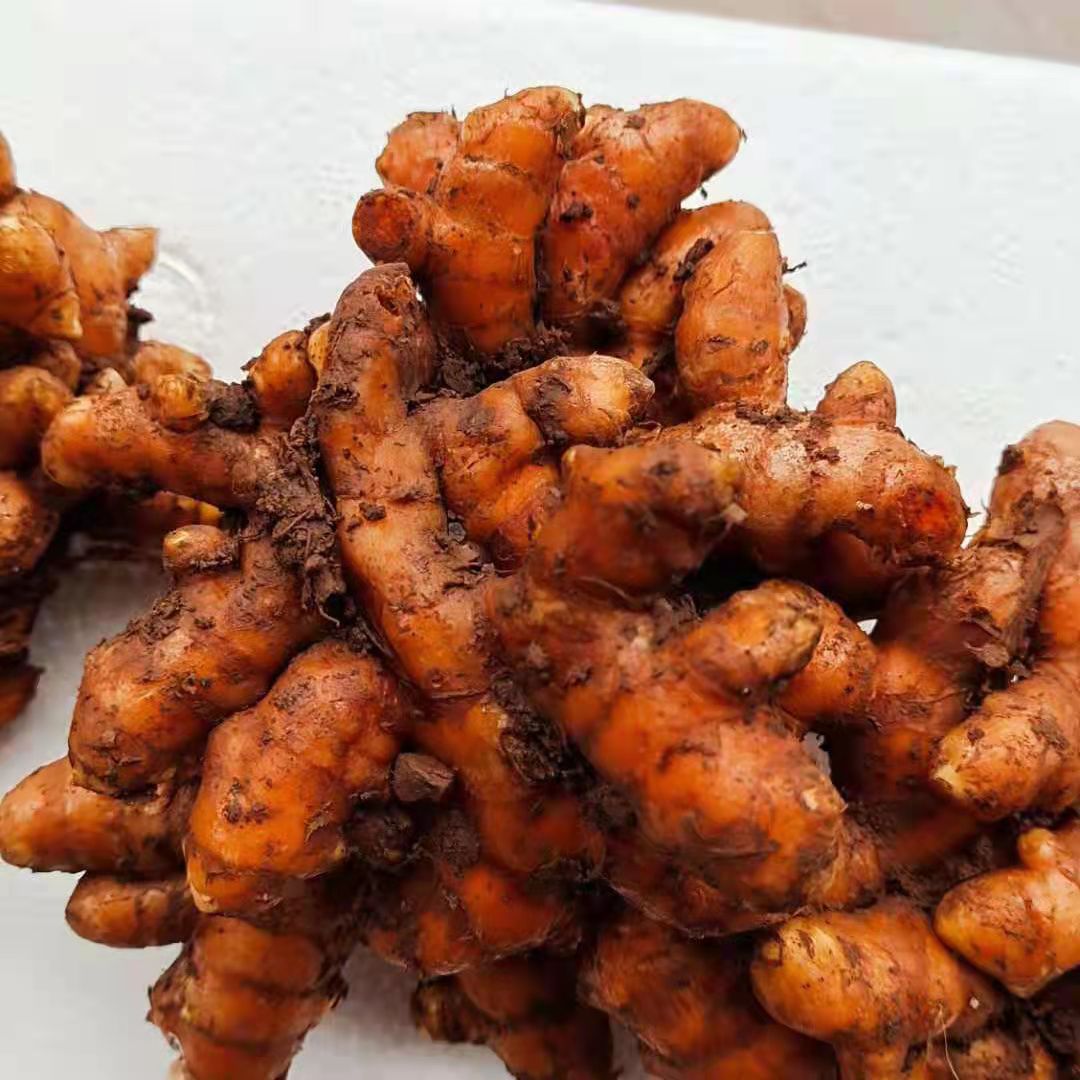 广西农家野生新鲜小姜黄正宗小黄姜老黄姜药用食用姜咖喱用种子用
