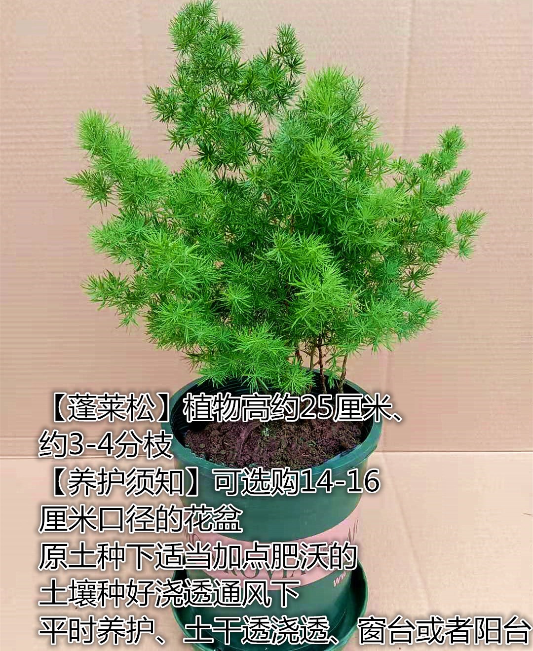 蓬莱松盆栽好养活植物室内花卉四季常青净化空气吸甲醛生肖猴招财-图2