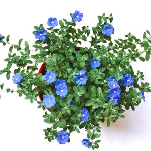 四季开花全年 蓝星花 美洲新品种 耐热阳台花卉 容易养的观花盆栽 - 图3