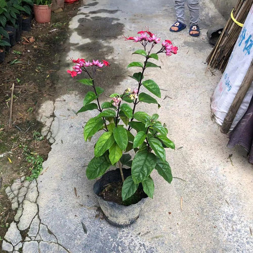 包邮九龙吐珠盆栽花阳台庭院美观攀援爬藤植物当花期超长易活易种 - 图3