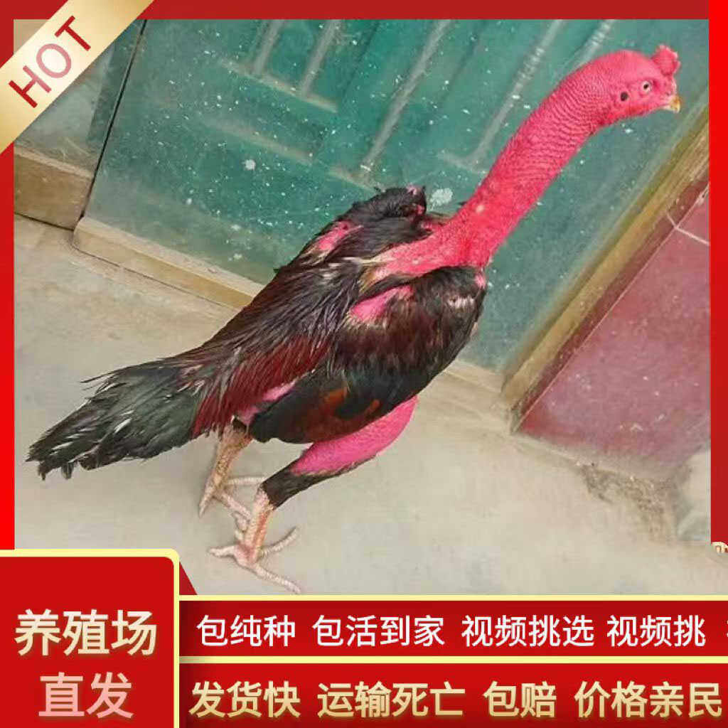 纯种斗鸡越南鬼子斗鸡活苗小斗鸡各种颜色泰国斗鸡成年鸡中原斗鸡,淘宝优惠券,粉丝福利购,淘宝优惠卷