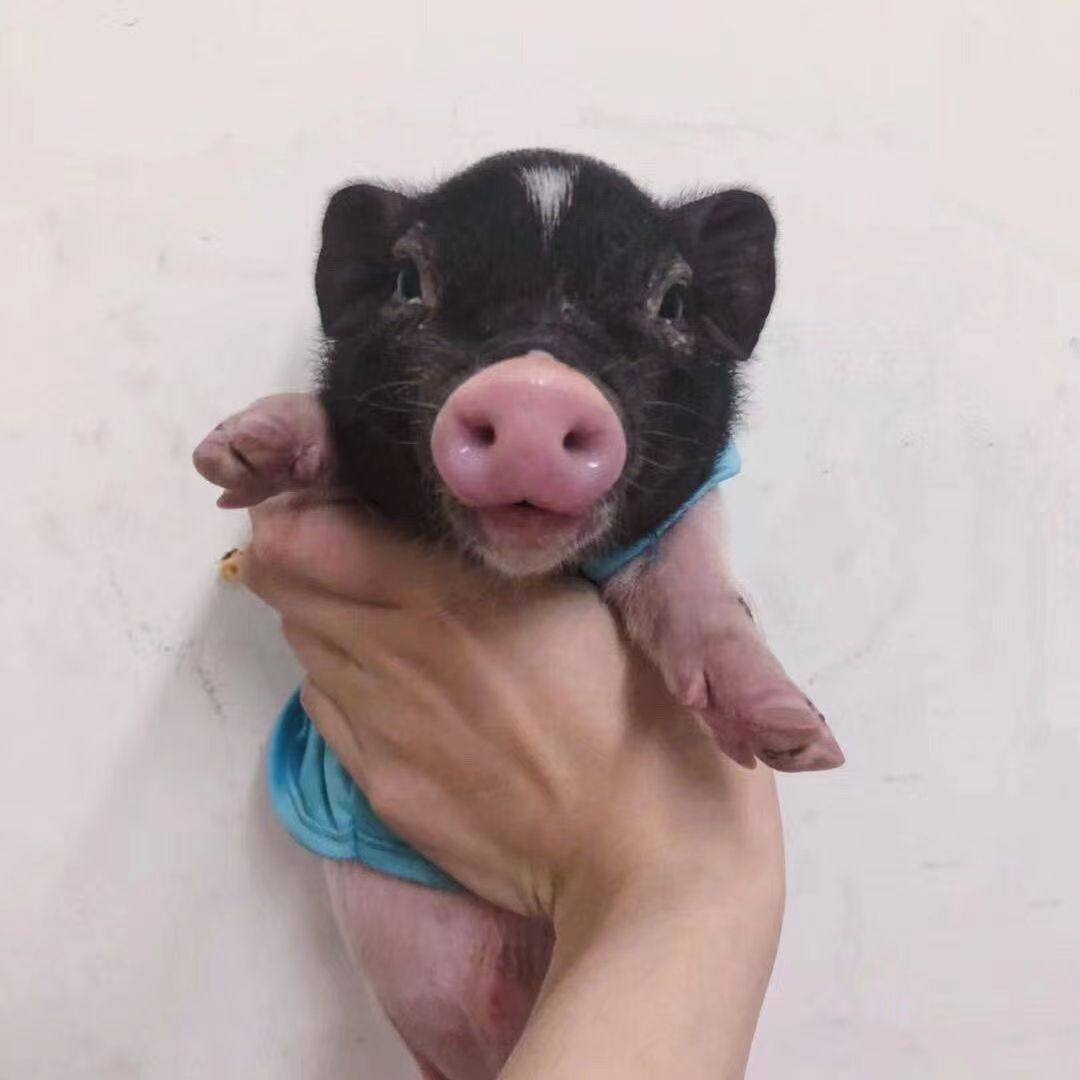 纯种泰国小香猪宠物长不大幼崽小型活体健康好养幼体家养迷你小猪,淘宝优惠券,粉丝福利购,淘宝优惠卷