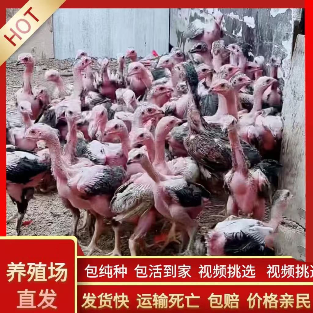 纯种斗鸡越南鬼子斗鸡活苗小斗鸡各种颜色泰国斗鸡成年鸡中原斗鸡,淘宝优惠券,粉丝福利购,淘宝优惠卷