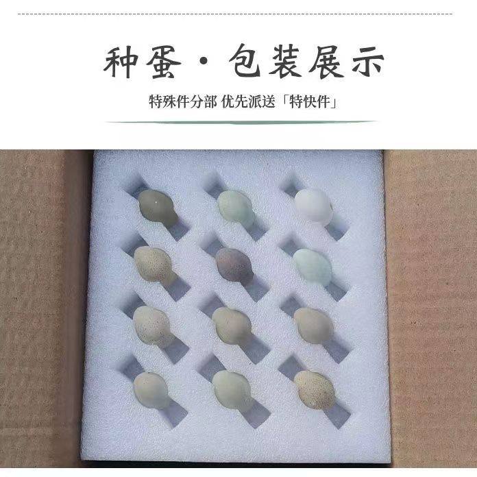 芦丁鸡受精种蛋可孵化迷你网红宠物鸡小鸡蛋纯白礼服瓦灰德系变异,淘宝优惠券,粉丝福利购,淘宝优惠卷
