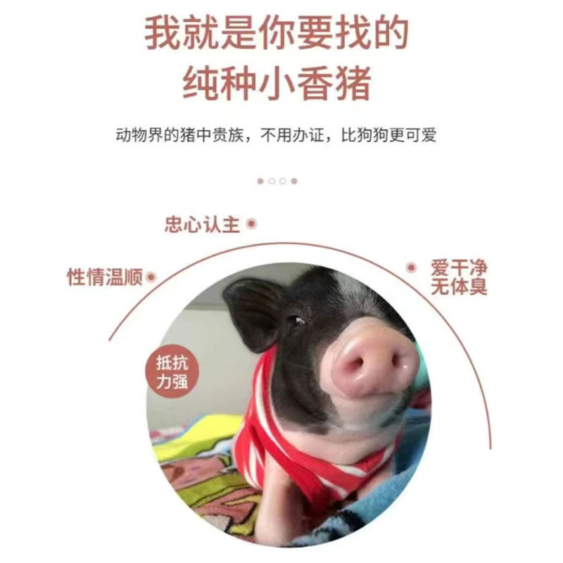 纯种泰国小香猪宠物长不大幼崽小型活体健康好养幼体家养迷你小猪,淘宝优惠券,粉丝福利购,淘宝优惠卷