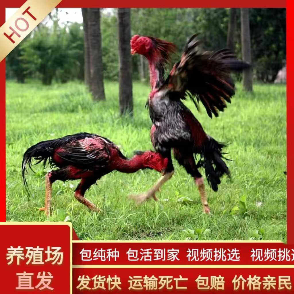 纯种斗鸡越南鬼子斗鸡活苗小斗鸡各种颜色泰国斗鸡成年鸡中原斗鸡,淘宝优惠券,粉丝福利购,淘宝优惠卷