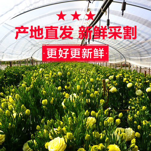 玫瑰花香水百合花鲜花混搭花束向日葵康乃馨真花插花云南基地直发 - 图2