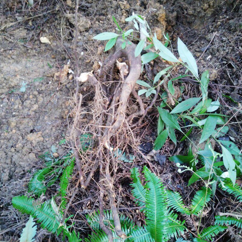 湖南怀化特产山胡椒根正宗木姜子根千里香根香味浓250克包邮