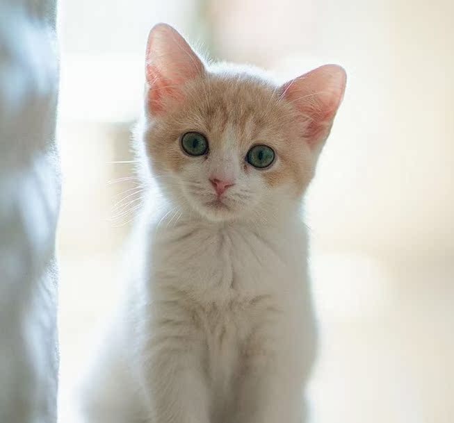 橘猫活体长毛三花猫花狸猫活物狸花猫幼崽异 橘猫活体长毛三花猫花狸猫活物狸花猫幼崽异