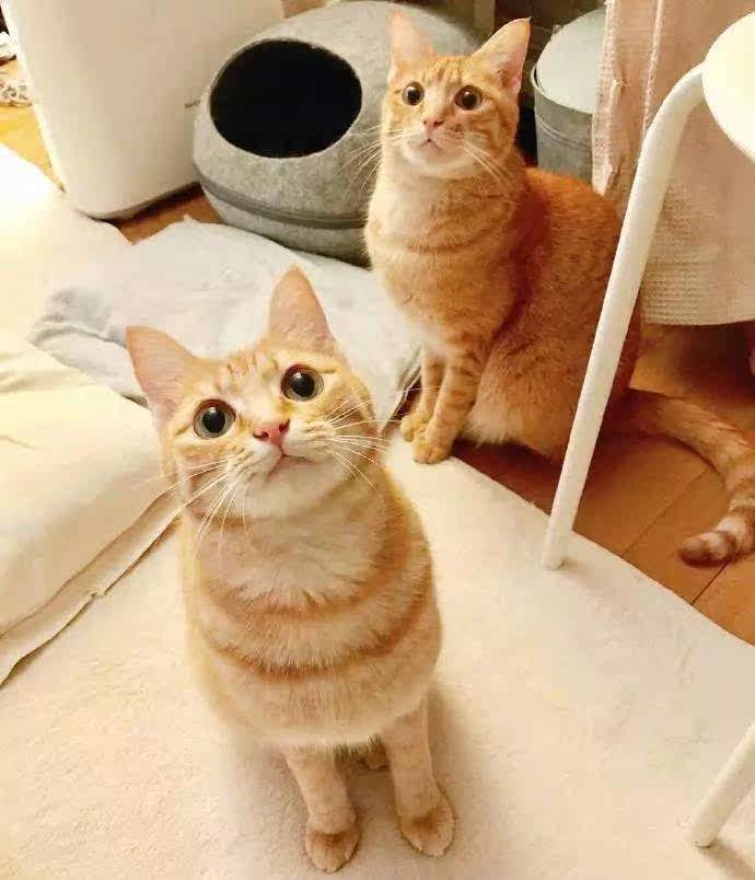 橘猫活体长毛三花猫花狸猫活物狸花猫幼崽异