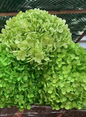 糖果色系永生绣球婚礼舞台布置橱窗造景摄影道具现货婚庆花束装饰