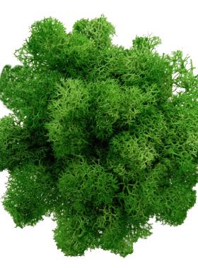 永生花苔藓驯鹿藓婚礼舞台手工diy各种软装装饰植物墙造景背景墙