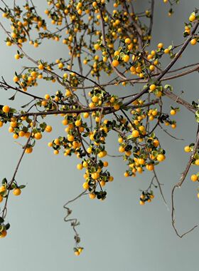南蛇藤天然藤条干枝 侘寂风桌面插花 民宿软装干花花束枝条