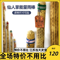 Derry Terre Rain Sticks Rain Stick South America Chile Cactus Soundtherapy Rain Sound Machine Rain Sound Cylinder Small Crowdfolk Instruments