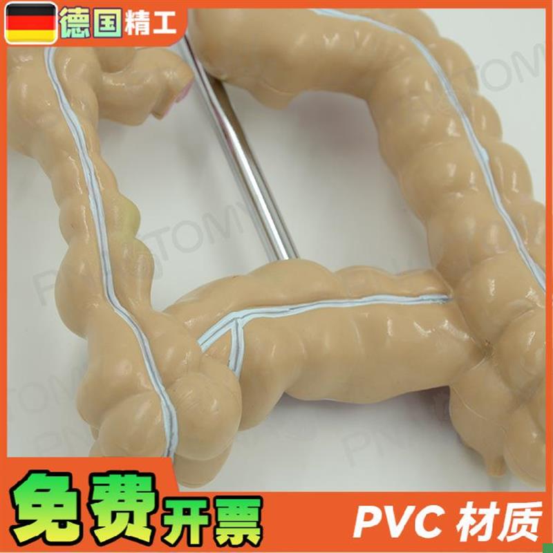 德国】仿真人体结肠大肠解剖模型肛肠科肠道肠胃消Z化系统教学 - 图2
