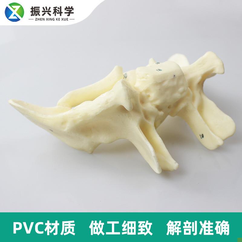 人体蝶骨放大标数字模型F教学解剖模型蝶骨模型 - 图1