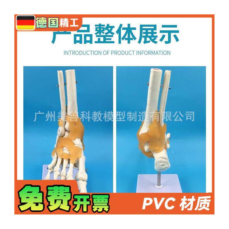 人体医学11人体踝o关节模型足关节脚关节手足外科教学模型 - 图3