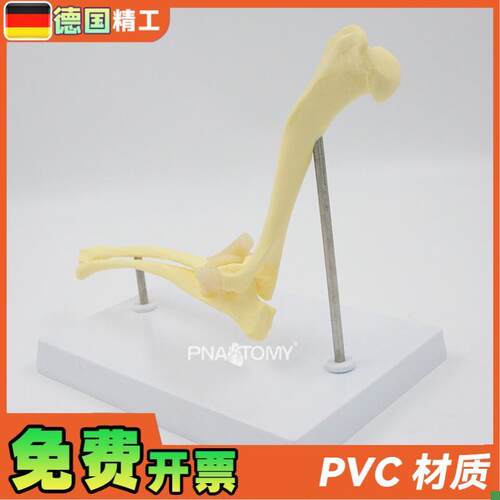 德国】狗肘关节模型犬骨骼关节解C剖展示道具1比1大医药促销礼品 - 图0