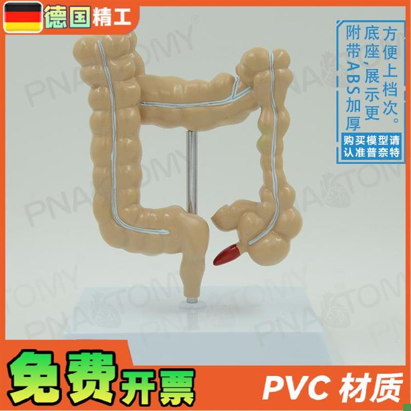 德国】仿真人体结肠大肠解剖模型肛肠科肠道肠胃消Z化系统教学 - 图0
