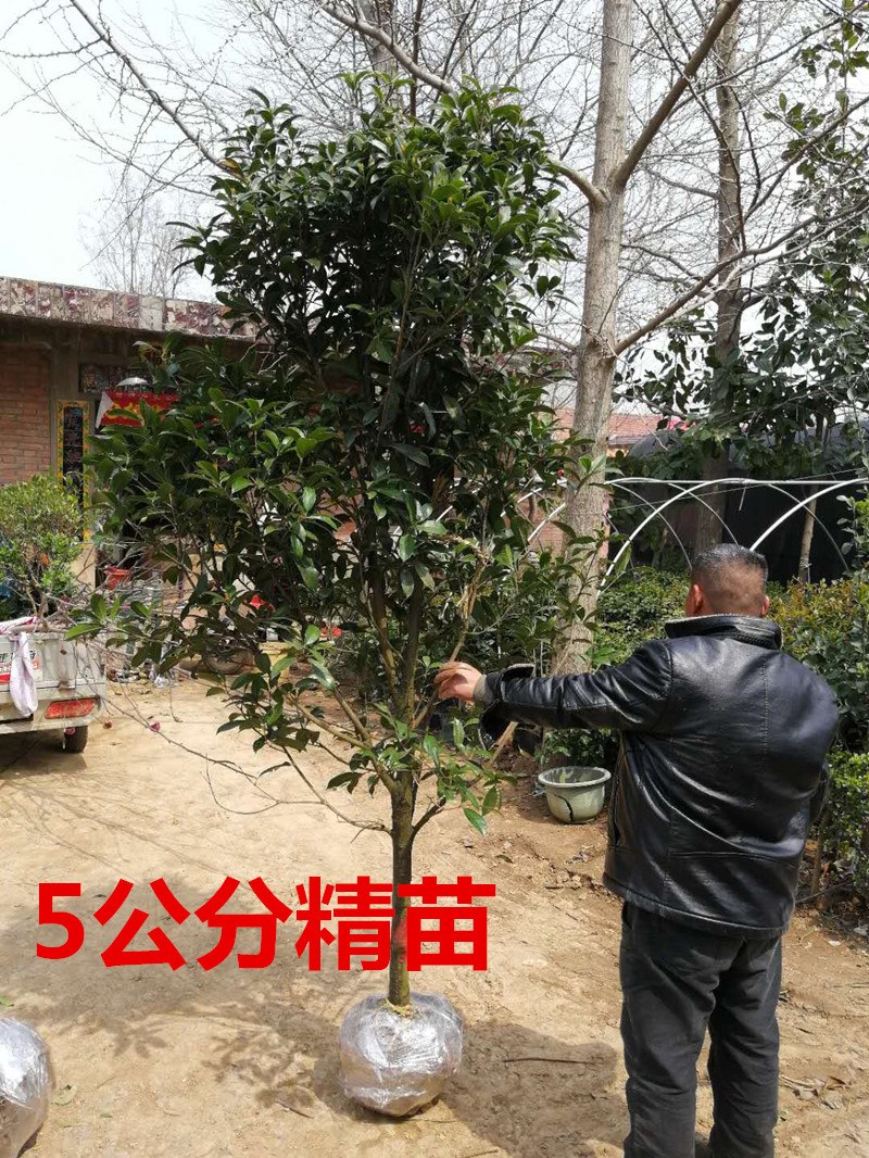 桂花树苗金桂丹桂沉香桂四季桂庭院桂花树苗原生桂花盆栽四季开花 - 图0