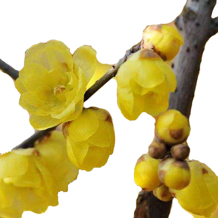 原生腊梅树苗庭院绿化绿植冬季开花浓香型原生腊梅花树苗 - 图3