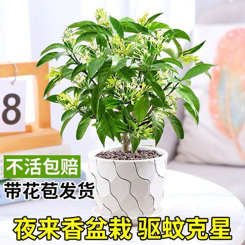 夜来香盆栽花树苗老桩室内室外驱蚊驱虫花卉植物鲜花四季开花易活 - 图2