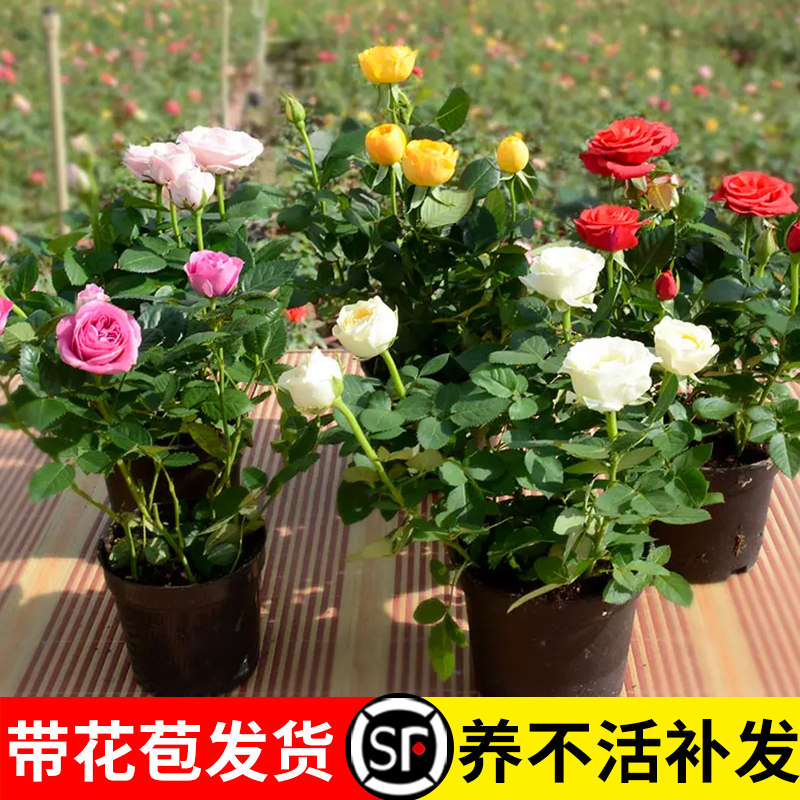 玫瑰花苗带花苞特大花月季花卉植物室内果汁阳台鲜花盆栽四季开花,淘宝优惠券,粉丝福利购,淘宝优惠卷