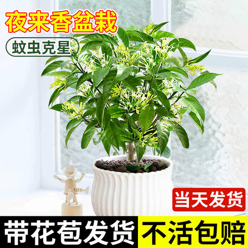 夜来香盆栽花树苗老桩室内室外驱蚊驱虫花卉植物鲜花四季开花易活 - 图0