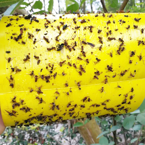 稳诱实蝇粘胶板果蝇贴针蜂粘虫板大食蝇贴果园诱虫板信息素实蝇板 - 图0